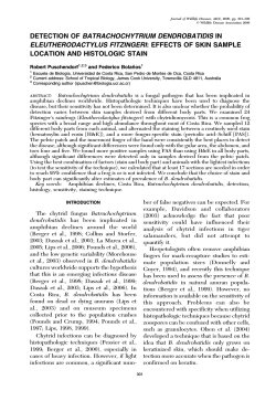 DETECTION OF BATRACHOCHYTRIUM DENDROBATIDIS IN ELEUTHERODACTYLUS FITZINGERI: EFFECTS OF SKIN SAMPLE