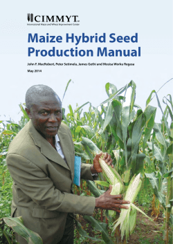 Maize Hybrid Seed Production Manual May 2014