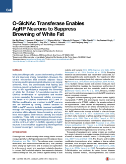 O-GlcNAc Transferase Enables AgRP Neurons to Suppress Browning of White Fat