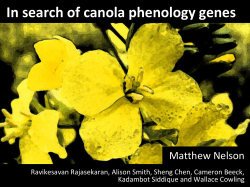 In search of canola phenology genes Matthew Nelson