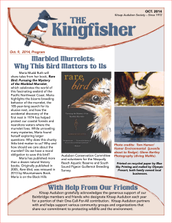 Kingfisher THE Marbled Murrelets: Why This Bird Matters to Us