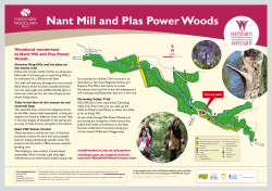 Nant Mill and Plas Power Woods Woodland wonderland Woods