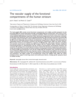 The vascular supply of the functional compartments of the human striatum