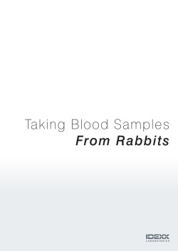 Taking Blood Samples From Rabbits