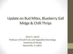Update on Bud Mites, Blueberry Gall Midge &amp; Chilli Thrips