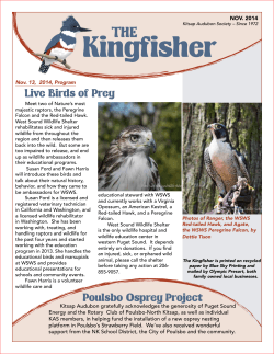 Kingfisher THE Live Birds of Prey NOV. 2014
