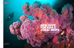 NEW HOPE FOR ASIA’S CORAL REEFS Rocking corals back to life