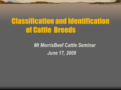 Classification and Identification of Cattle  Breeds Mt MorrisBeef Cattle Seminar