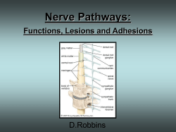Nerve Pathways: Functions, Lesions and Adhesions D.Robbins
