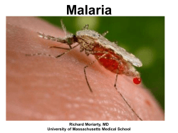 Malaria Richard Moriarty, MD University of Massachusetts Medical School