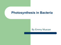Photosynthesis in Bacteria By Emmy Muscan