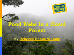 Food Webs in a Cloud Forest by Rebecca Hogue Wojahn