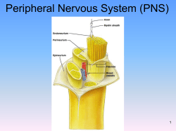 Peripheral Nervous System (PNS) 1