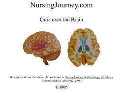 NursingJourney.com Quiz over the Brain © 2005