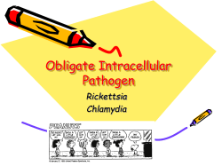 Obligate Intracellular Pathogen Rickettsia Chlamydia