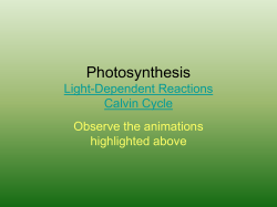 Photosynthesis Light-Dependent Reactions Calvin Cycle Observe the animations