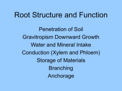 Root Structure and Function