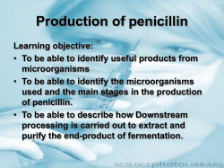Production of penicillin