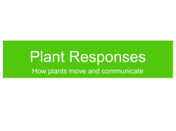 Plant Responses How plants move and communicate