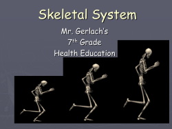 Skeletal System Mr. Gerlach’s 7 Grade