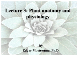 Lecture 3: Plant anatomy and physiology by Edgar Moctezuma, Ph.D.