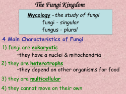 The Fungi Kingdom Mycology singular plural