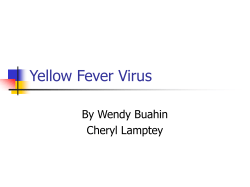 Yellow Fever Virus By Wendy Buahin Cheryl Lamptey