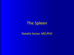 The Spleen Natalie Seiser, MD,PhD