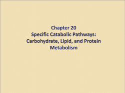 Chapter 20 Specific Catabolic Pathways: Carbohydrate, Lipid, and Protein Metabolism