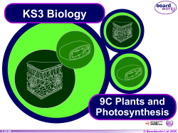 KS3 Biology 9C Plants and Photosynthesis © Boardworks Ltd 2004