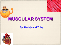 MUSCULAR SYSTEM By: Maddy and Toby