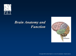 Brain Anatomy and Function
