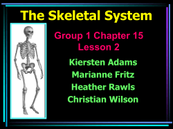 The Skeletal System Group 1 Chapter 15 Lesson 2 Kiersten Adams