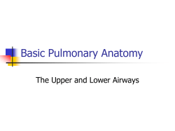 Basic Pulmonary Anatomy The Upper and Lower Airways