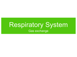 Respiratory System Gas exchange