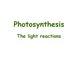 Photosynthesis The light reactions