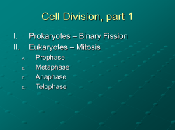 Cell Division, part 1 – Binary Fission I. Prokaryotes