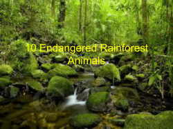 10 Endangered Rainforest Animals