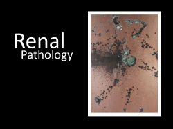 Renal Pathology