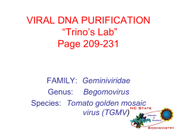 VIRAL DNA PURIFICATION “Trino’s Lab” Page 209-231 Geminiviridae