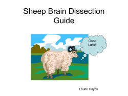 Sheep Brain Dissection Guide Good Luck!!