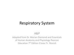 Respiratory System A&amp;P