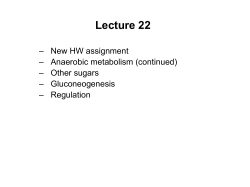 Lecture 22 – New HW assignment – Anaerobic metabolism (continued) – Other sugars
