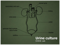 Urine culture D.M.M. Lab.
