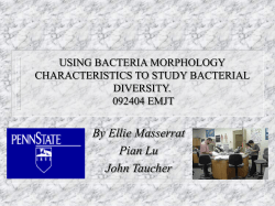 By Ellie Masserrat Pian Lu John Taucher USING BACTERIA MORPHOLOGY