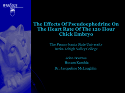 The Effects Of Pseudoephedrine On Chick Embryo The Pennsylvania State University