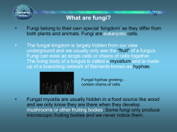 What are fungi?