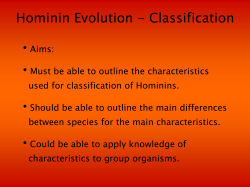 • Hominin Evolution - Classification