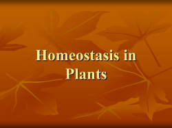 Homeostasis in Plants