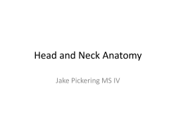 Head and Neck Anatomy Jake Pickering MS IV